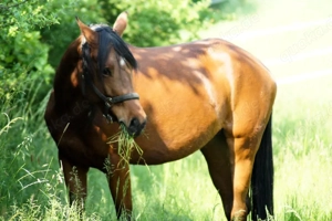 Pflegebeteiligung zu vergeben, von Pony bis Großpferd