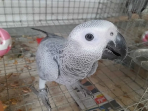 Graupapageien Bild 5