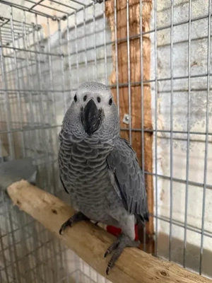 Graupapageien (Psittacus erithacus) verfügbar