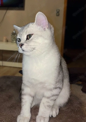 Zuckersüße BKH Kitten Silver Shaded Bild 8