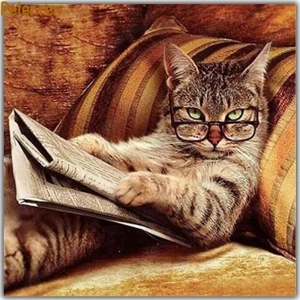 suche zum 8.4 zwei blh kater geschwister