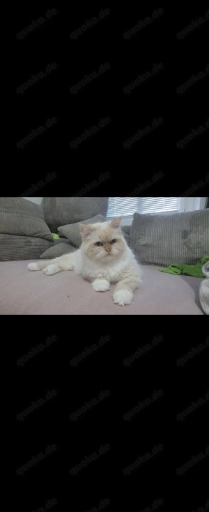 Pudding sucht neues Zuhause 