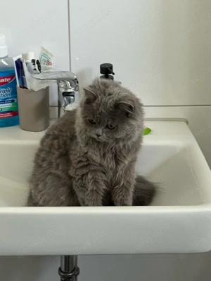 luna sucht neues zuhause