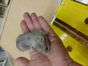 Chinesische Streifenhamster Jungtiere abzugeben