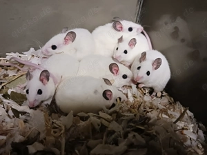 Vielzitzenmäuse abzugeben