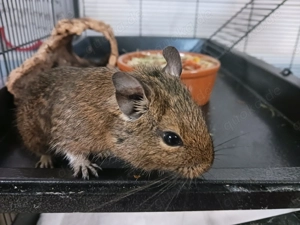 Drei Degu-Brüder zu vergeben