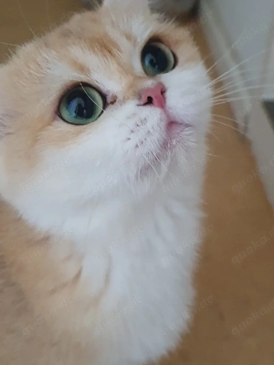 Reinrassig BKH Weiblich in black golden shell mit Stammbaum 