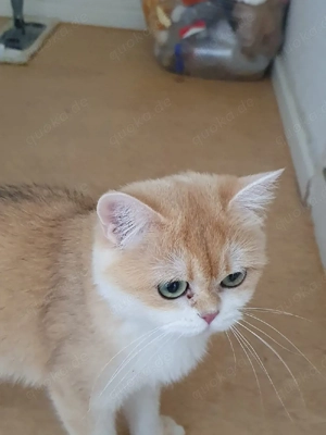 Reinrassig BKH Weiblich in black golden shell mit Stammbaum 