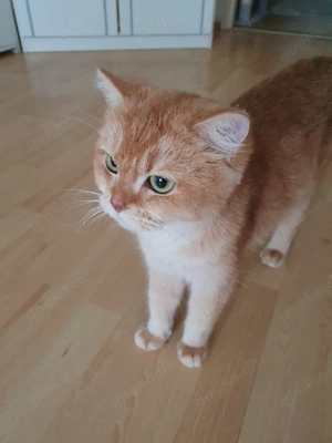 BKH Weiblich in black golden shell mit Stammbaum 