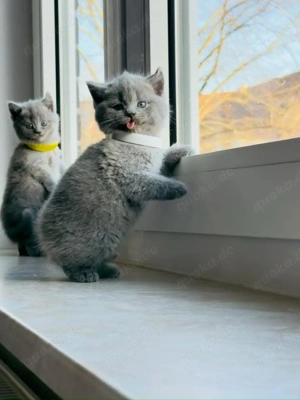 BKH kitten abholbereit Britisch Kurzhaar Kitten 