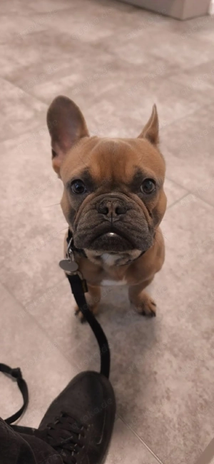 Französische Bulldogge Rüde 1 Jahr 