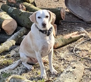 Marlon der Herzensbrecher