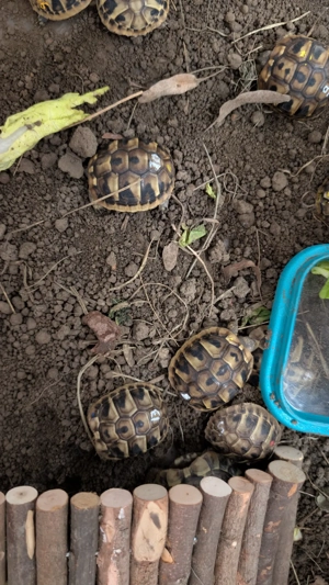 Griechische Landschildkröten NZ 2025