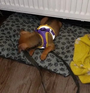 Kleine Wunder auf vier Pfötchen - nur noch UNO sucht seine Familie