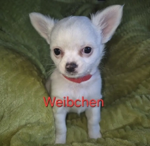 Chihuahua langhaar 