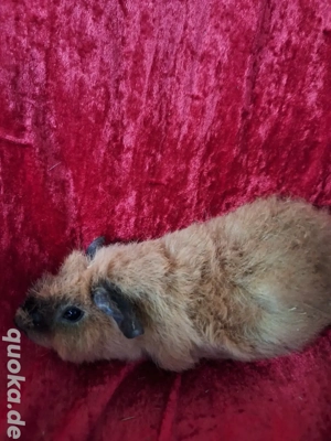 Meerschweinchen Babys Böckchen