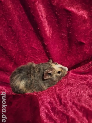 Meerschweinchen Babys Böckchen