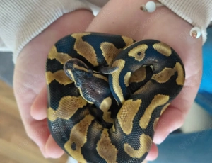 Königspyton aus 2025