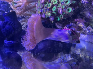 Weichkorallen auf Stein