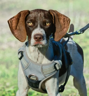 Scout, ein toller Bursche