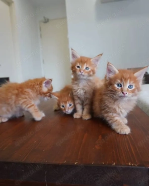 Maine Coon Kätzchen 