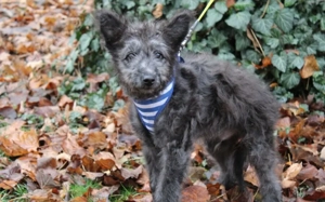 Floki - süß und einfach wunderbar