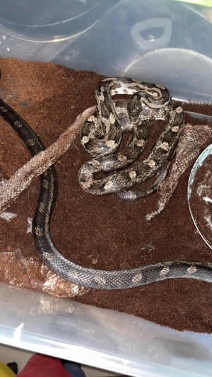 Elaphe obsoleta lindheimeri