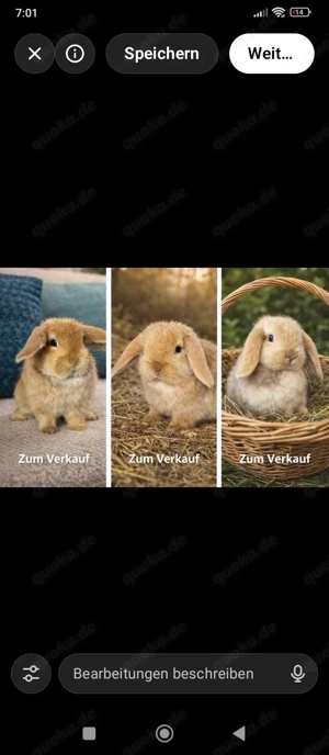 Heute günstig zu Abgabe Mini Lop Kaninchen 