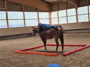 Reitbeteiligung auf 4 jährige Paint Horse Stute