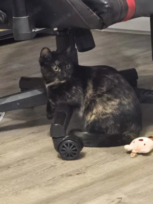 Suchen einen deckkarter 