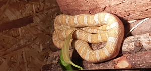 Kornnattern suchen ein Zuhause