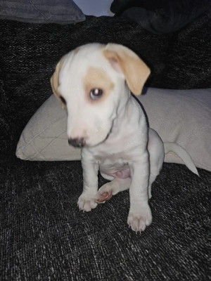 Jack Russell   Parson Russell Mix   Welpen aus liebevoller Aufzucht abzugeben