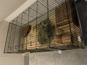 2 Meerschweinchen Damen in liebevolle Hände abzugeben 