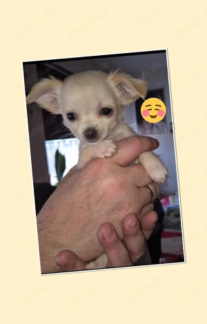 Chihuahua welpen 