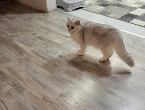 bkh katze mit stammbaum 