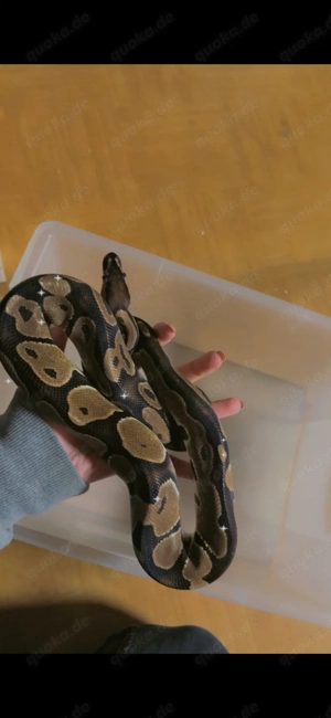 Königspython weiblich