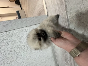 Pomeranian junge