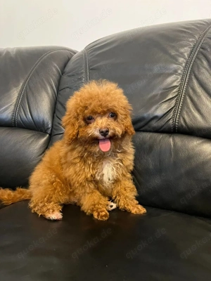 Exklusiver Mini-Maltipoo-Junge