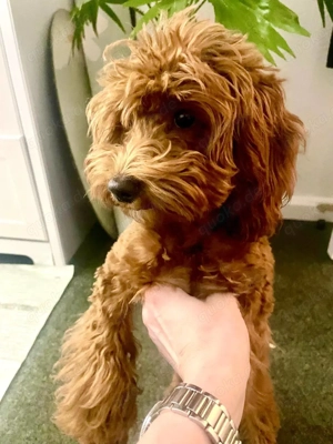 Unsere kleine Toy-Pudel-Dame