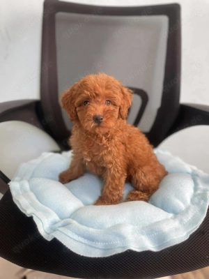 Zauberhafte Zwergpudelwelpen (3 Monate) in liebevolle Hände abzugeben