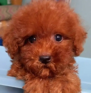 Liebevolle Zwergpudelwelpen (3 Monate) suchen ein Zuhause auf Lebenszeit