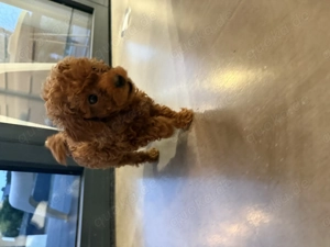 Toypudel Asiatisch Rüde Mini