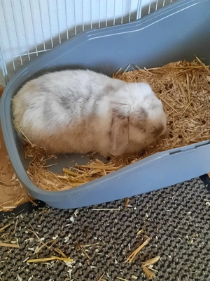 Mini- Lop Widder männlich, kastriert, 3,5 Jahre alt