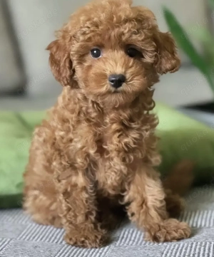 Maltipoo-Welpen Bild 4