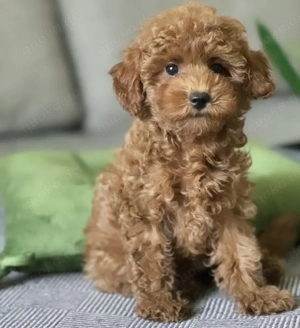 Maltipoo-Welpen Bild 5