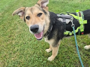 Ein Herz auf 4 Pfoten