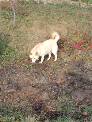 *MARLEY* ein lustiger und verspielter Rüde. Er mag Hündinnen, bei Rüden ist etwas Vorsicht geboten Bild 4