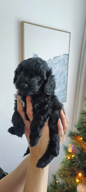 Letzter Toypudel Welpe