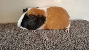 Meerschweinchen Weibchen 