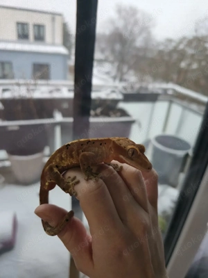 Harlequin Bock Kronengecko Dal